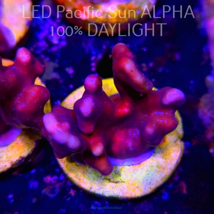 Blue Ridge Coral - Heliopora coerulea - Blue Fire Coral (02.05.2024) 5cm