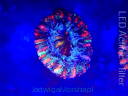 SCOLYMIA