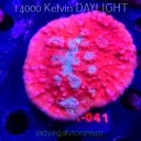 NOWE koralowce STYCZEŃ 2026