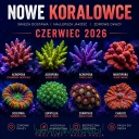 NOWE koralowce CZERWIEC 2026