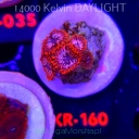 NOWE koralowce MARZEC 2026