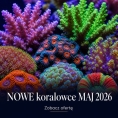 NOWE koralowce MAJ 2026