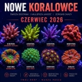 NOWE koralowce CZERWIEC 2026