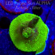 Acropora RR RAINBOW LOOM (02.02.2025) L3-I-24  5cm