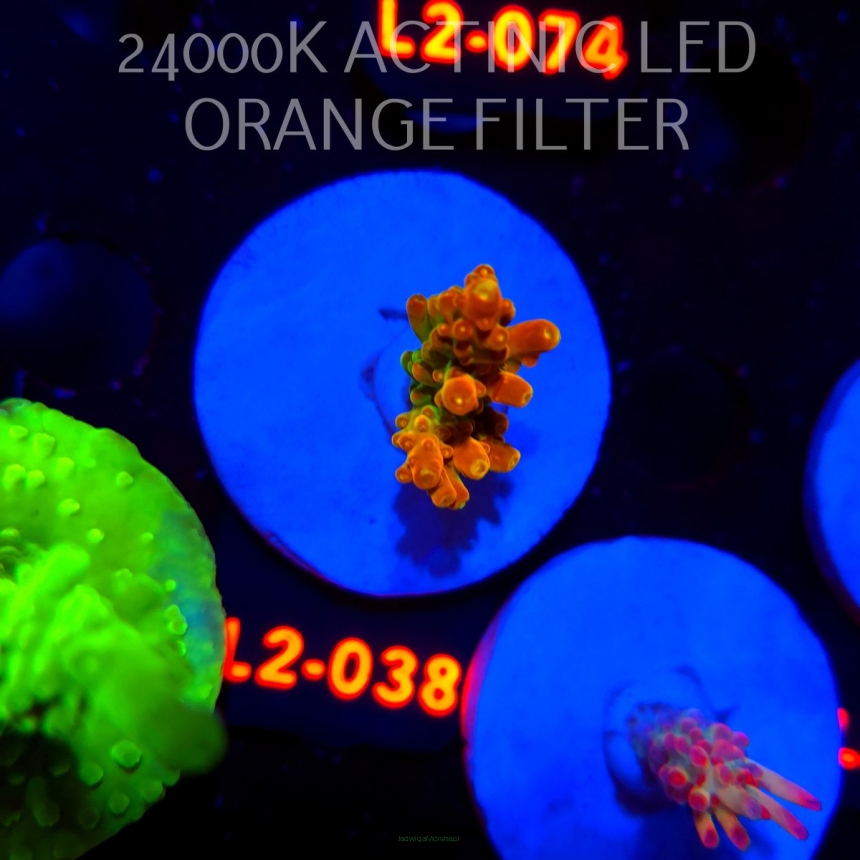 Acropora loripes GOLDEN JAWDROPPER (14.08.2026) L2-038  3cm