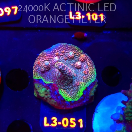 Acropora sp. PREMIUM AUSTRALIA (09.05.2026) L3-051  5cm