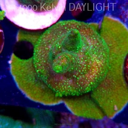 Acropora RR RAINBOW LOOM (19.06.2025) L3-I-24  5cm
