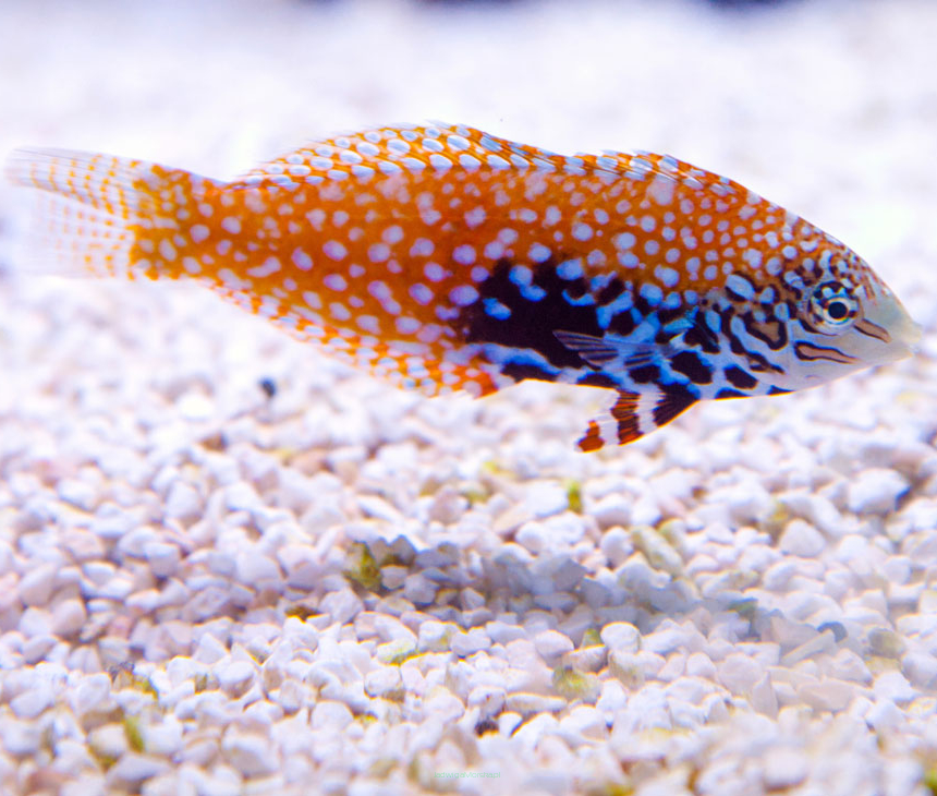 Macropharyngodon biparatitus 7-8cm SAMICA