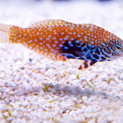 Macropharyngodon biparatitus 7-8cm SAMICA