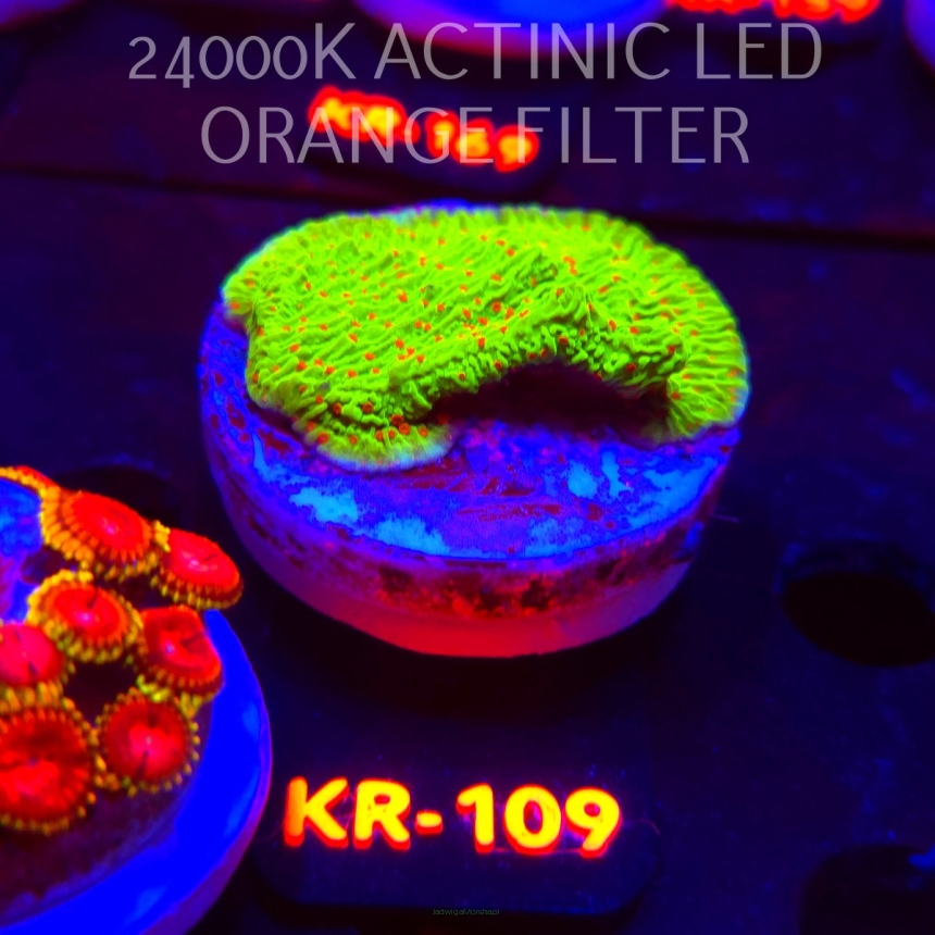 Montipora RASPBERRY LEMONADE (17.01.2026) KR-109  5cm