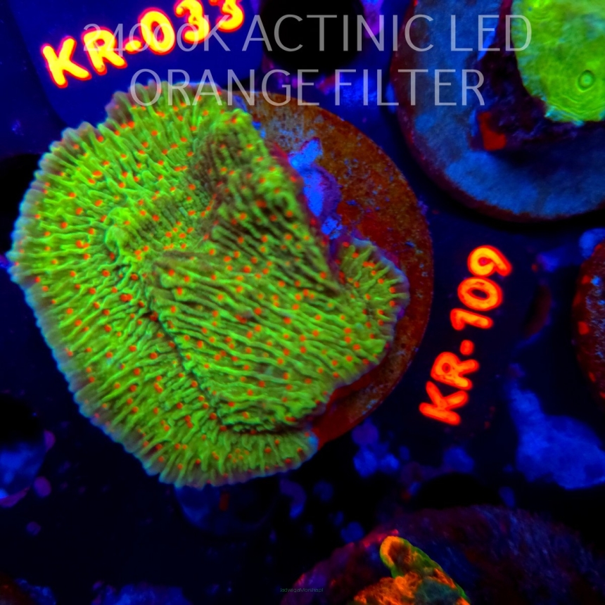 Montipora RASPBERRY LEMONADE (20.04.2026) KR-109  6cm