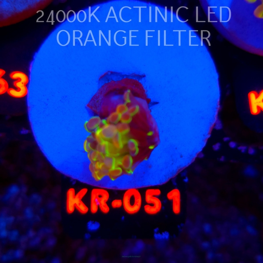 Euphyllia paraancora HOLOGRAM AURORA ULTRA (01.07.2026) KR-051