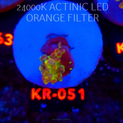 Euphyllia paraancora HOLOGRAM AURORA ULTRA (01.07.2026) KR-051