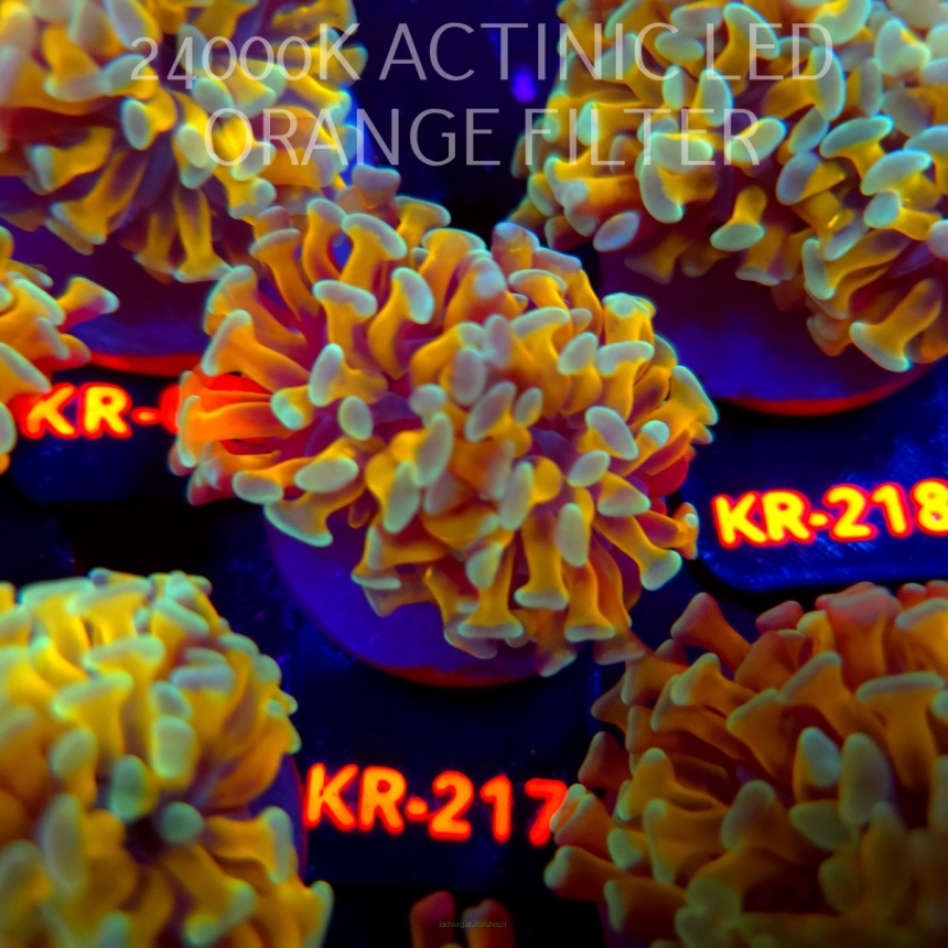 Euphyllia paraancora HOLY GRAIL HAMMER (04.04.2026) KR-217  2H