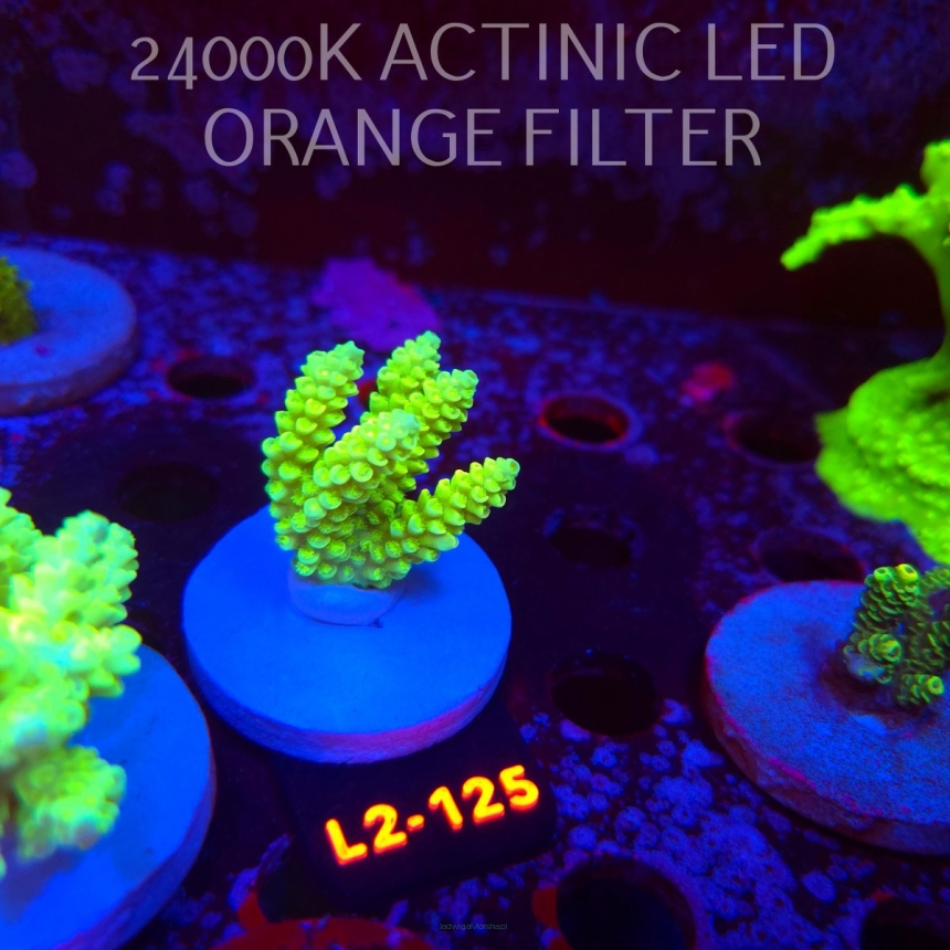 Acropora KENTI YELLOW CORAL SEA ULTRA (19.09.2026) L2-125  5cm