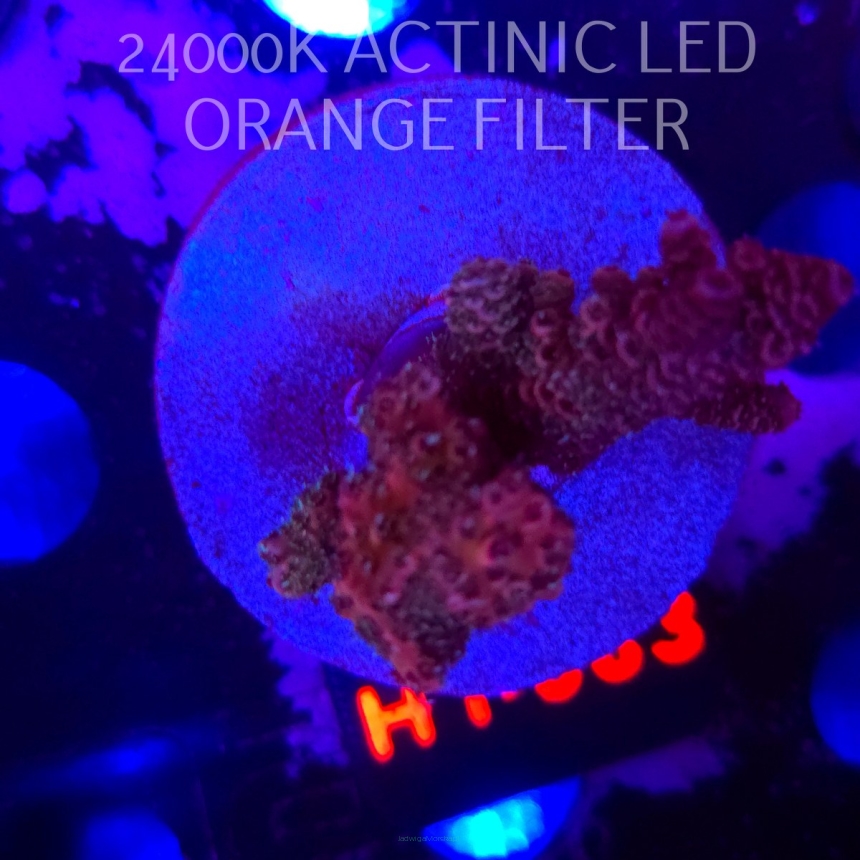 Acropora sp. (04.02.2026) H1-083  5cm