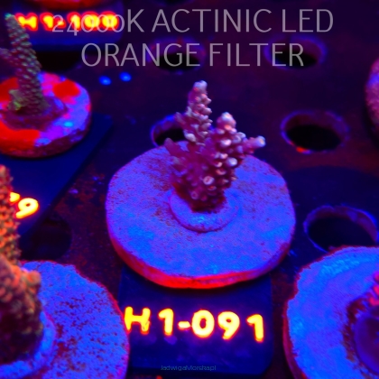 Acropora sp. PREMIUM (24.05.2026) H1-091  3cm