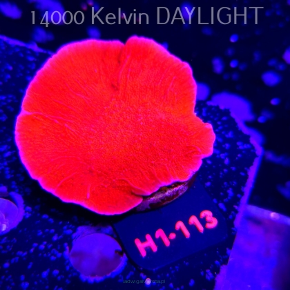 Montipora capricornis RED (20.06.2026) H1-113  7cm