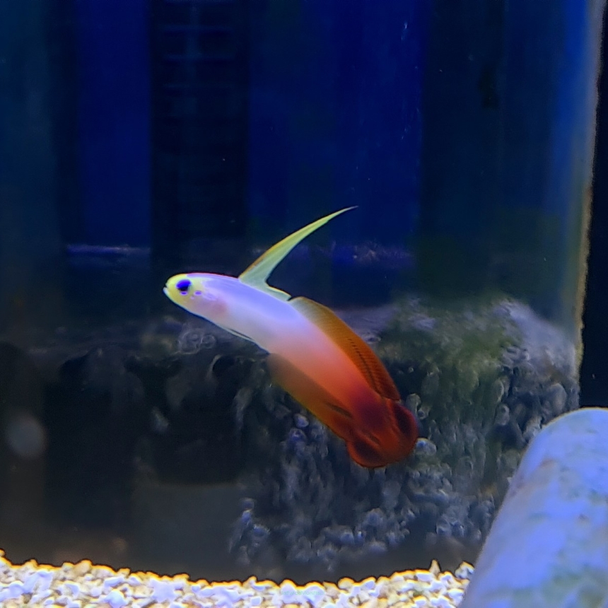 Nemateleotris magnifica rozmiar 4-5 cm (Magnifica Firefish)