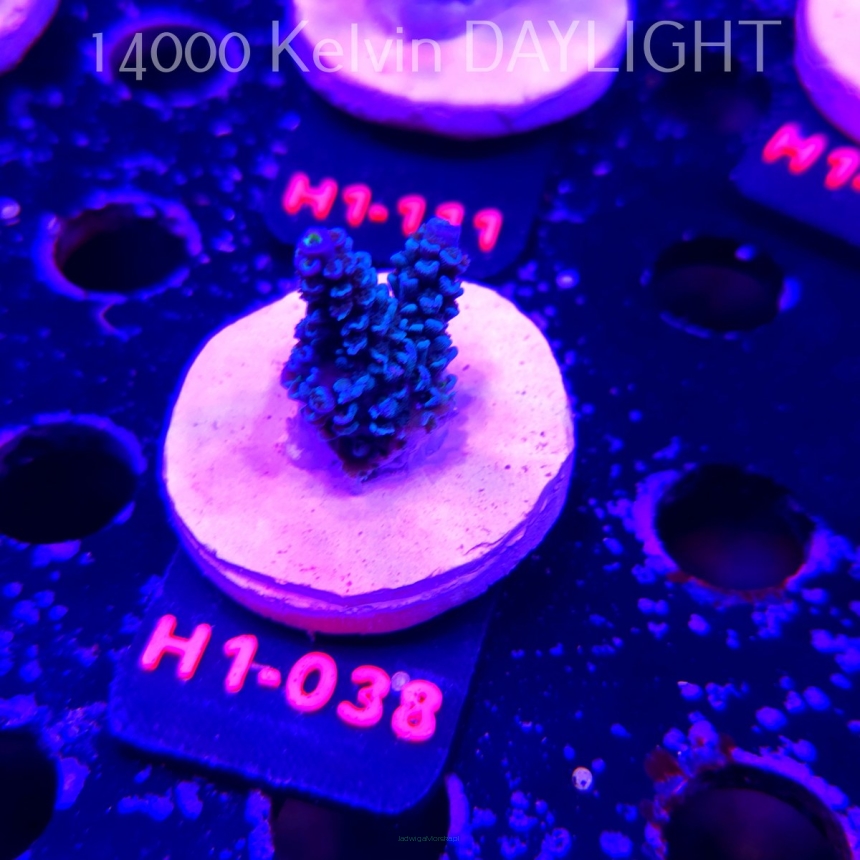 Acropora hoeksemai BOMBAY SAPPHIRE (20.06.2026) H1-038  3cm