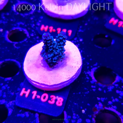 Acropora hoeksemai BOMBAY SAPPHIRE (20.06.2026) H1-038  3cm
