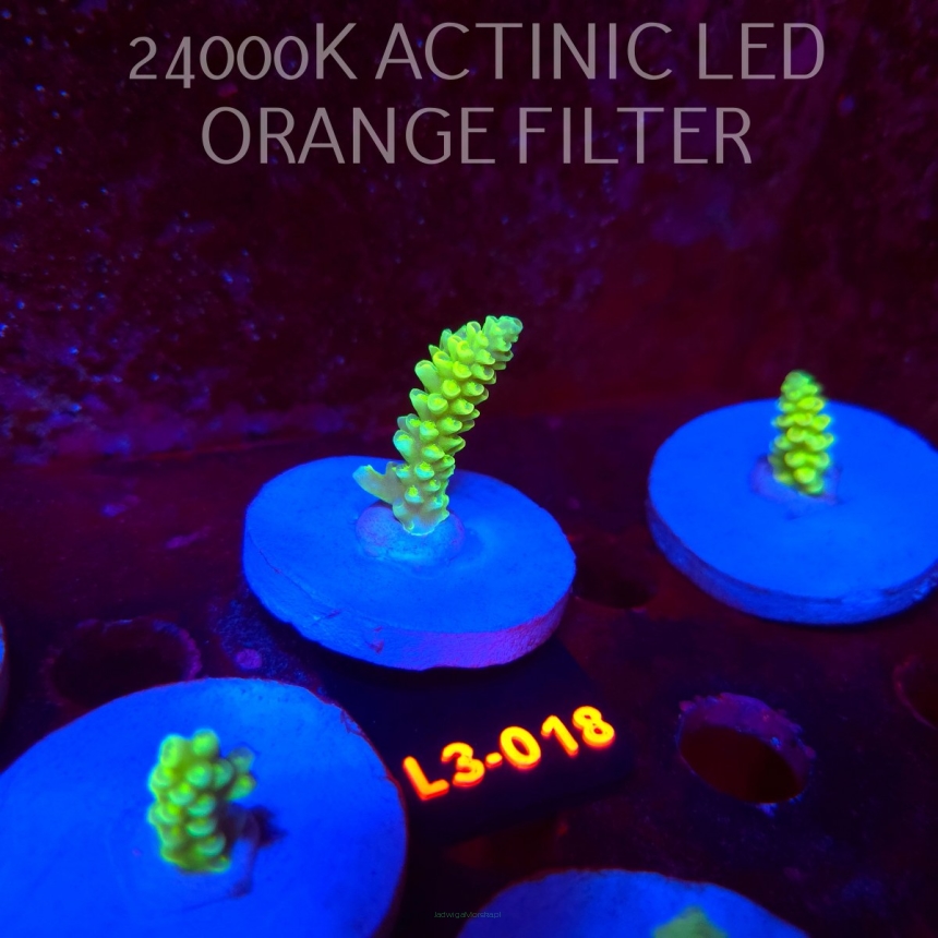 Acropora KENTI YELLOW CORAL SEA ULTRA (19.09.2026) L3-018  5cm