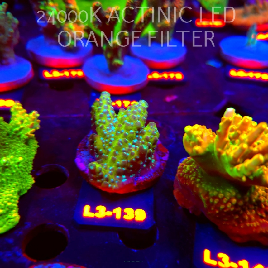 Acropora humilis URANIUM (11.09.2026) L3-139  6cm