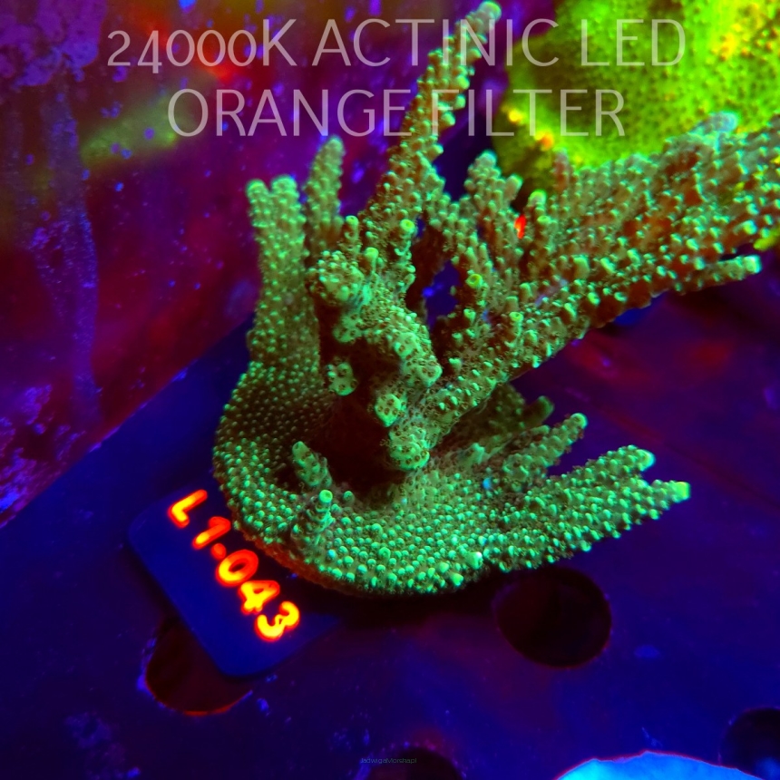 Acropora sp. PREMIUM AUSTRALIA  (03.08.2026) L1-043  12cm