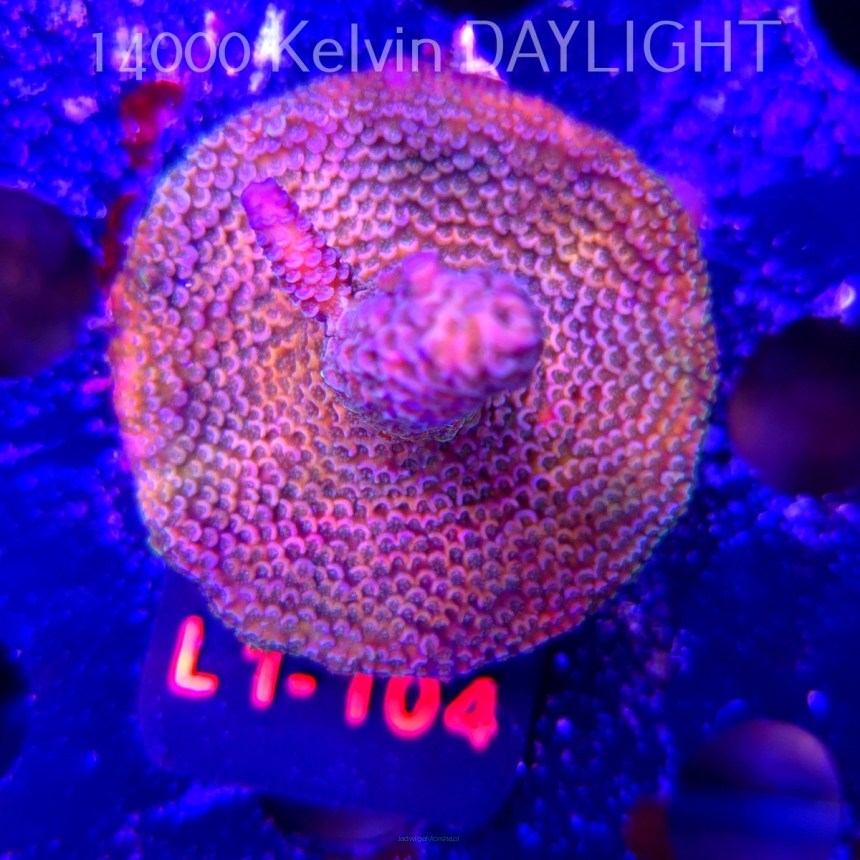 Acropora spathulata PINK PASSION (16.03.2026) L1-104  5cm