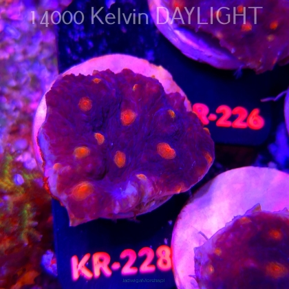 Mycedium robokaki BLUE (18.07.2026) KR-228  5cm