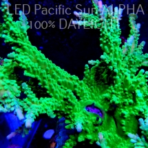 K.O. Acropora AUSTERA BANANA  3-4cm