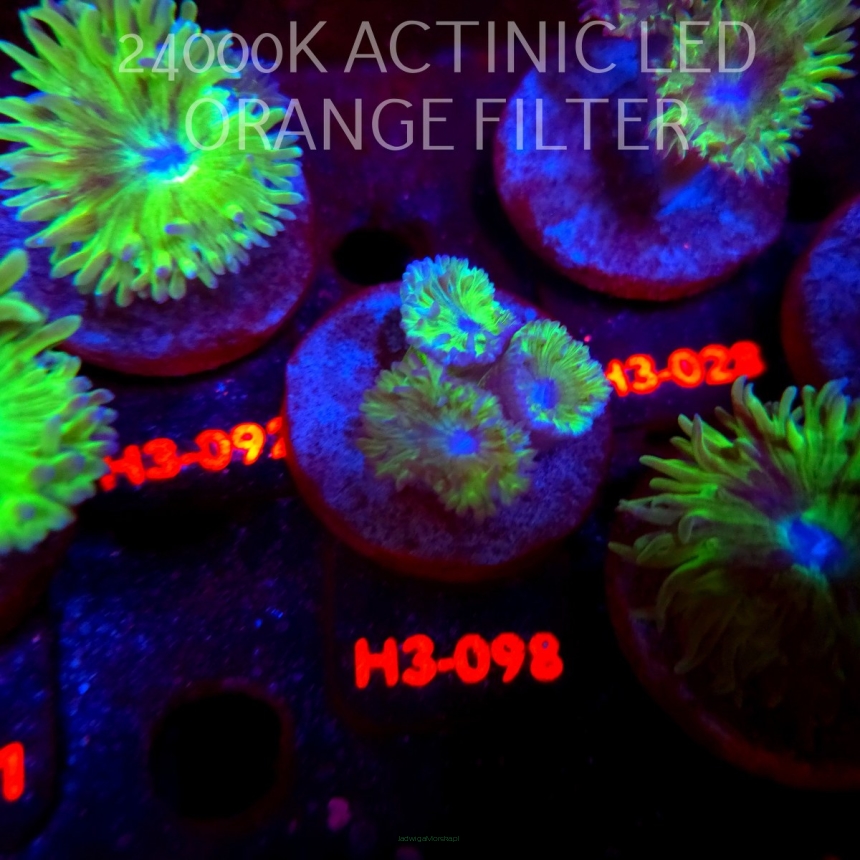 Duncanopsammia axifuga (04.07.2026) H3-098  3P