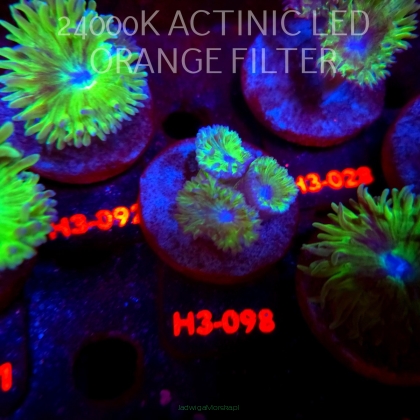 Duncanopsammia axifuga (04.07.2026) H3-098  3P