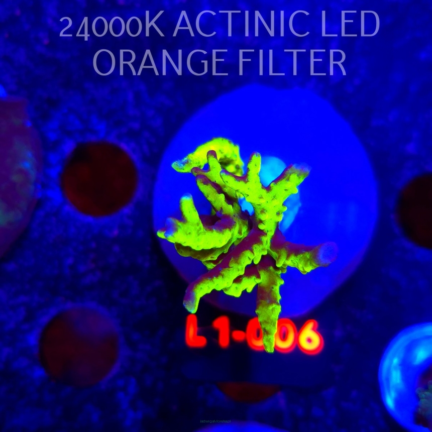 Anacropora WWC SLIMEBALL (09.10.2025) L1-006  5cm