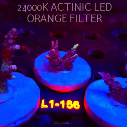Acropora microclados STRAWBERRY SHORTCAKE (01.08.2026) L1-156  3cm
