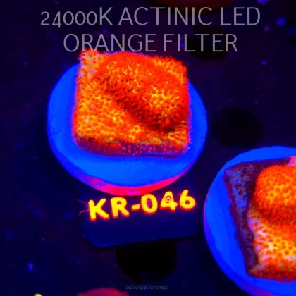 Stylocoeniella JASON FOX BURNING BANANA (04.12.2025) KR-046  3cm