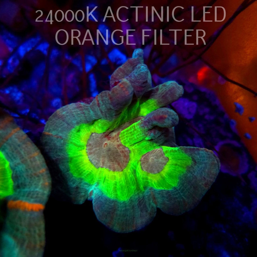 Pectinia alcicornis RAINBOW (20.04.2026) KR-063  9cm PAR80