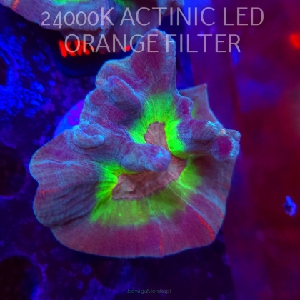  Pectinia alcicornis RAINBOW (23.11.2025) KR-063  9cm PAR80