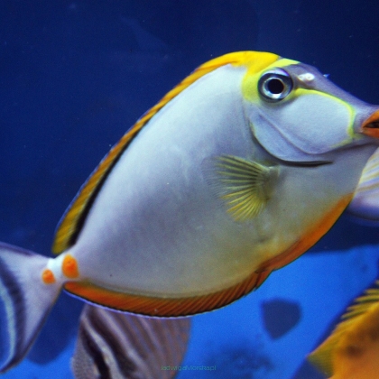 Naso elegans 7cm