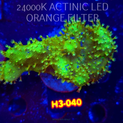 Lobophytum EMERALD WAVE (01.06.2026) H3-040  8cm