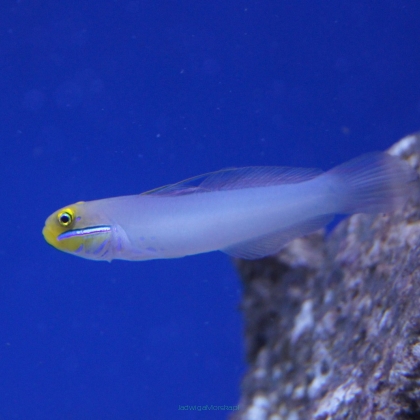 Valenciennea strigata rozmiar 8 cm