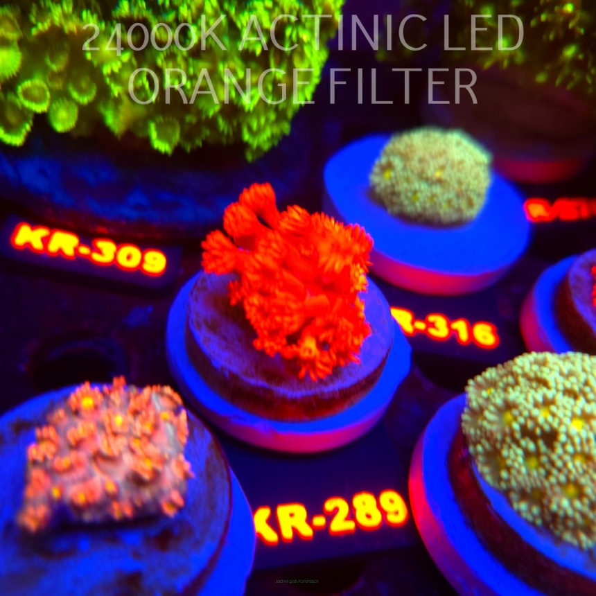 Goniopora RED (19.09.2026) KR-289