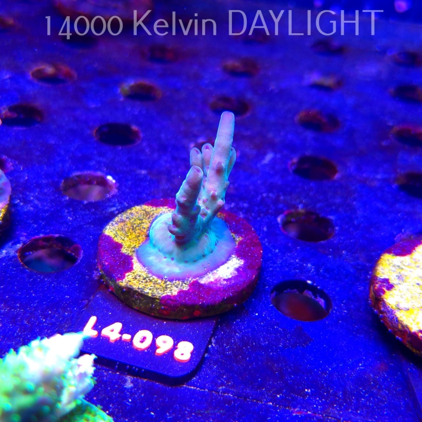 Acropora LORIPES FIJI GOLD (20.05.2026) L4-098  5cm