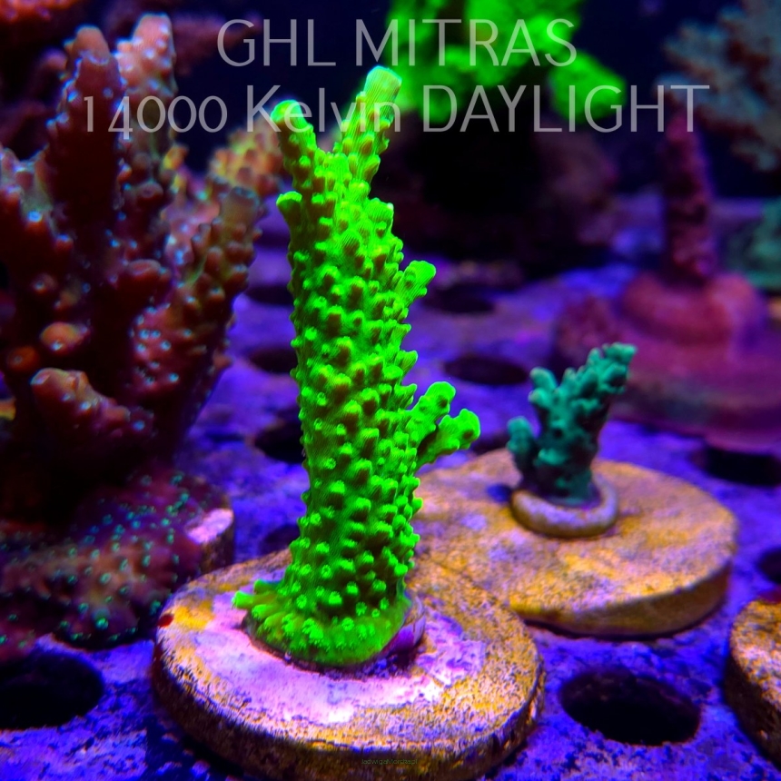 Acropora formosa TOXIC GREEN (20.02.2025) L4-III-22  9cm