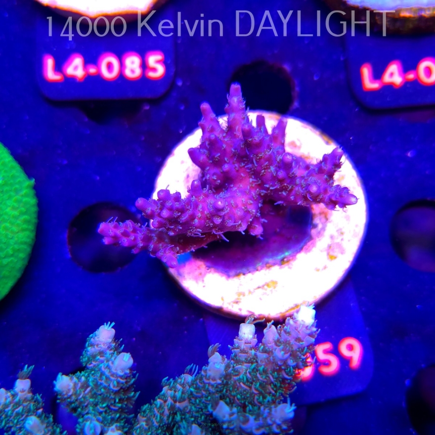 Acropora sp. PREMIUM AUSTRALIA (20.05.2026) L4-059  5cm