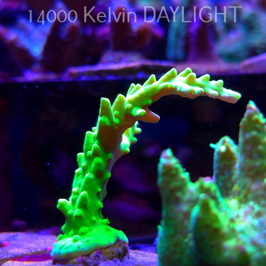Acropora AUSTERA BANANA (21.06.2025) L4-I-11  9cm