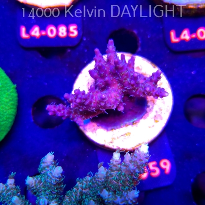 Acropora sp. PREMIUM AUSTRALIA (20.05.2026) L4-059  5cm