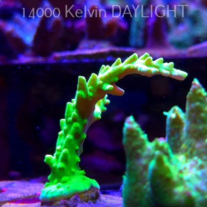 Acropora AUSTERA BANANA (21.06.2025) L4-I-11  9cm