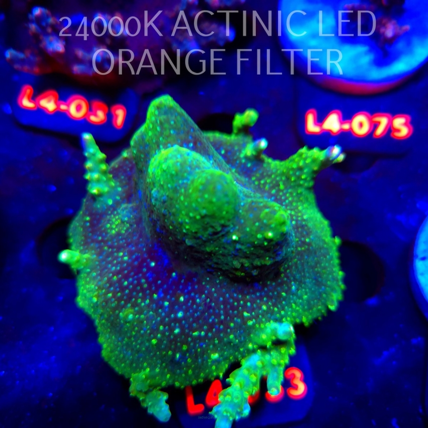Acropora sp. PREMIUM AUSTRALIA (20.05.2026) L4-033  7cm