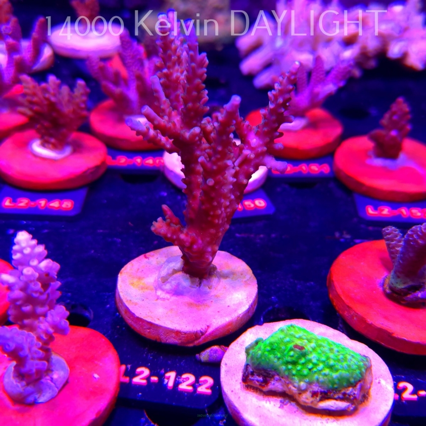 Acropora verweyi (14.08.2026) L2-122  10cm